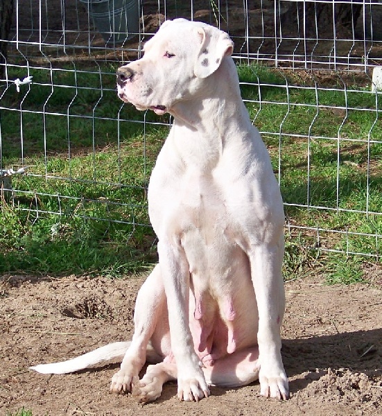 Blanca De los felinos blancos