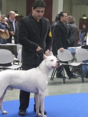 U'tequila De los felinos blancos