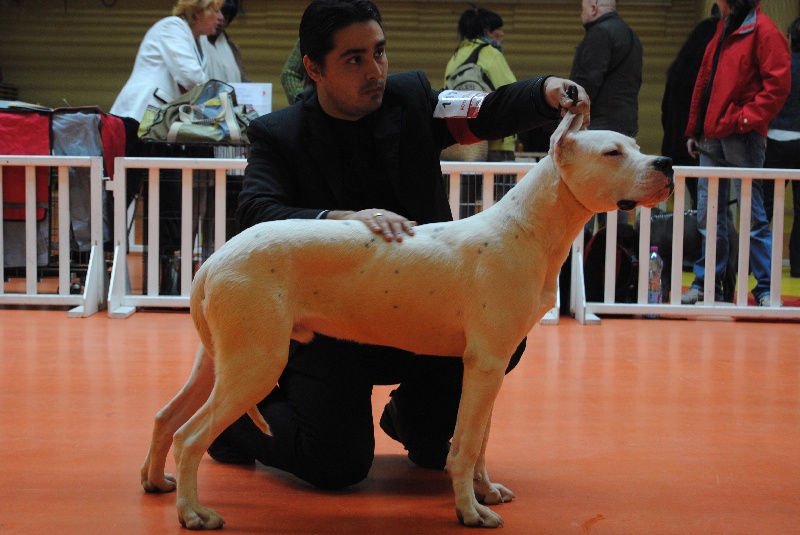 CH. Fuego blanco de santa esmeralda