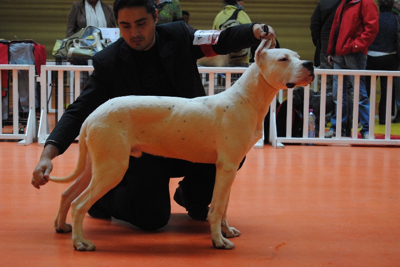 CH. Fuego blanco de santa esmeralda