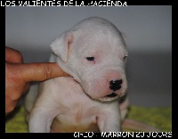 de los Valientes de la Hacienda - Dogo Argentino - Portée née le 20/10/2015