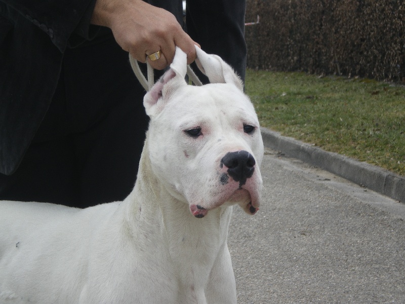 Diva De los felinos blancos