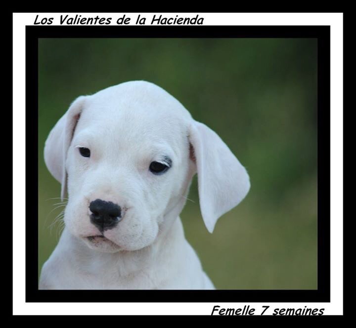 LES CHIOTS SONT DISPONIBLE!!