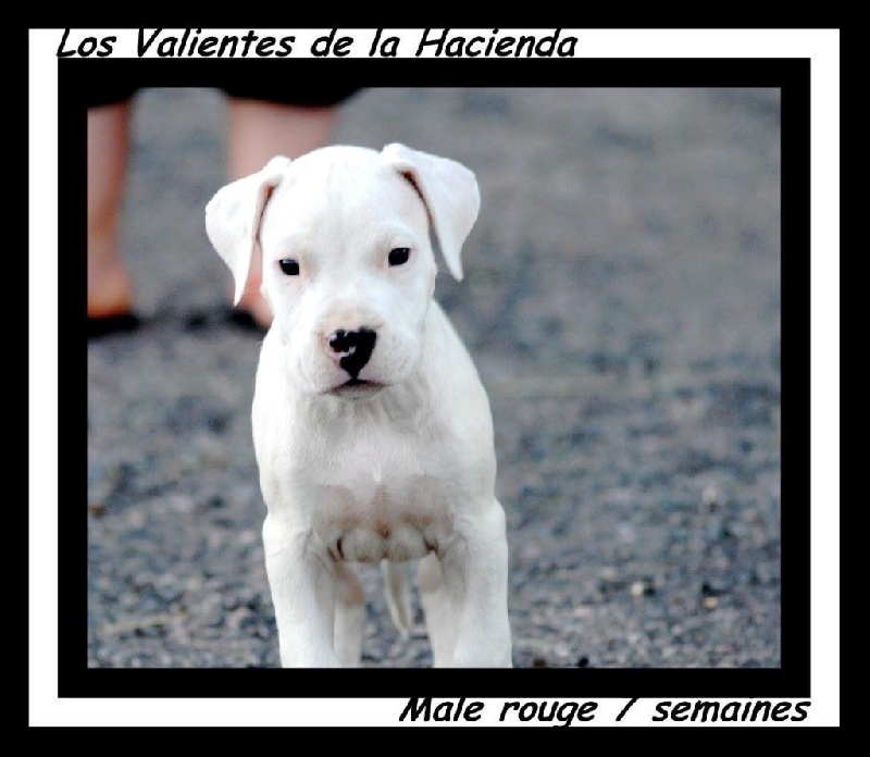 de los Valientes de la Hacienda - Chiots disponibles - Dogo Argentino